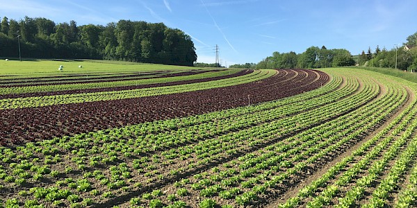 Salatkulturen auf Fruchtfolgefläche