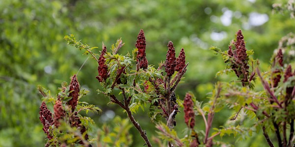 Essigbaum in Blüte (invasiver Neophyt)